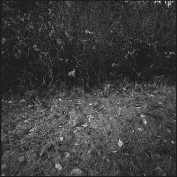 Kunihiro Shinohara, Bush #1